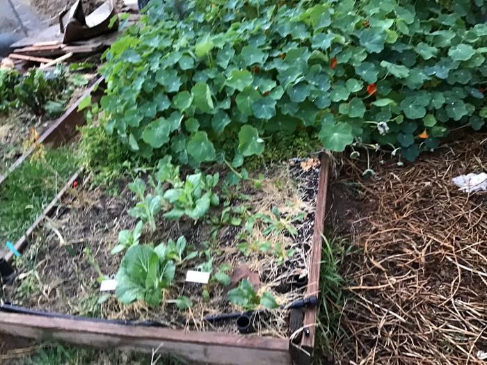 Nasturtium, parsley and Boc Choy