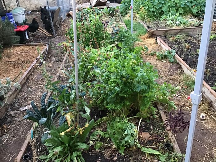 Chicory and celery ready for harvest