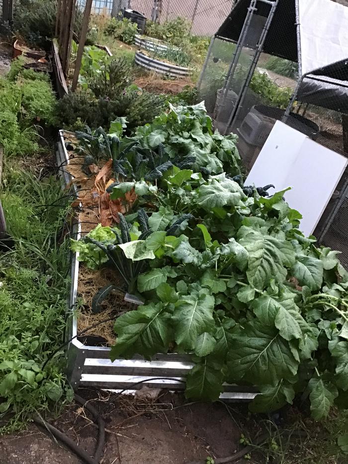 Collard greens, kale and turmeric