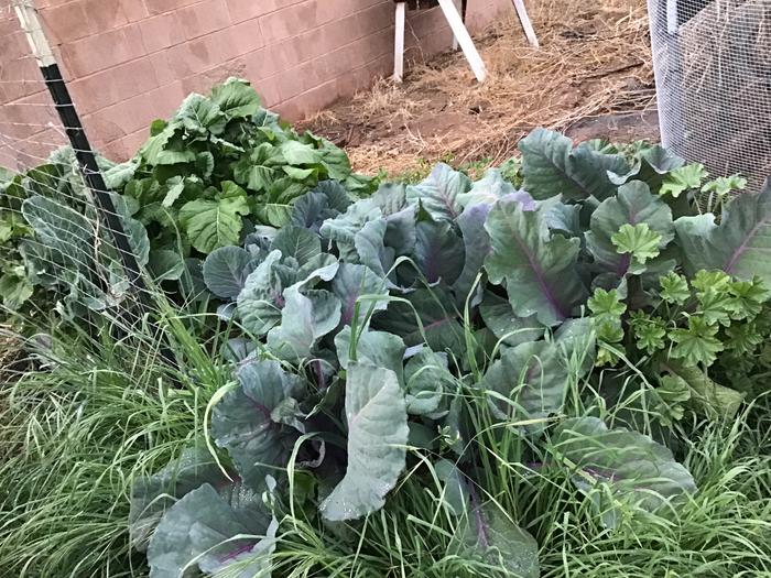 Red cabbages, collards and peppers