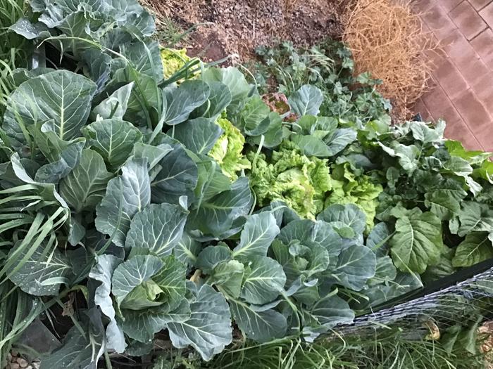 Green cabbages, and iceberg lettuce with collards at the end.