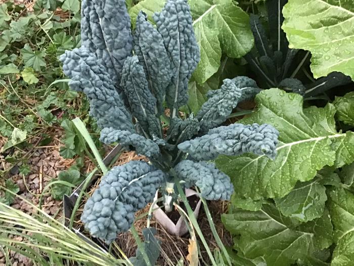 Kale