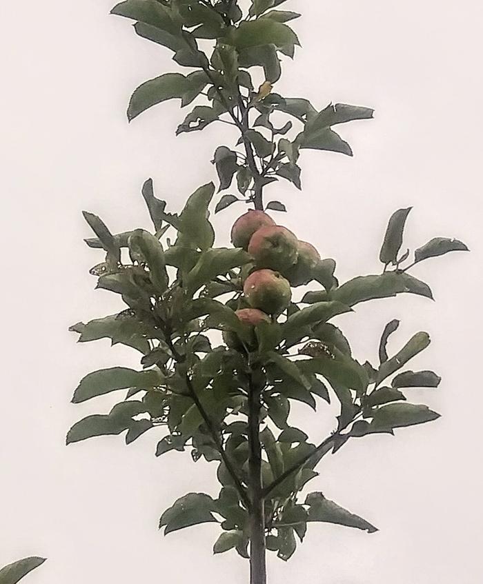 apple tree grown from a pip