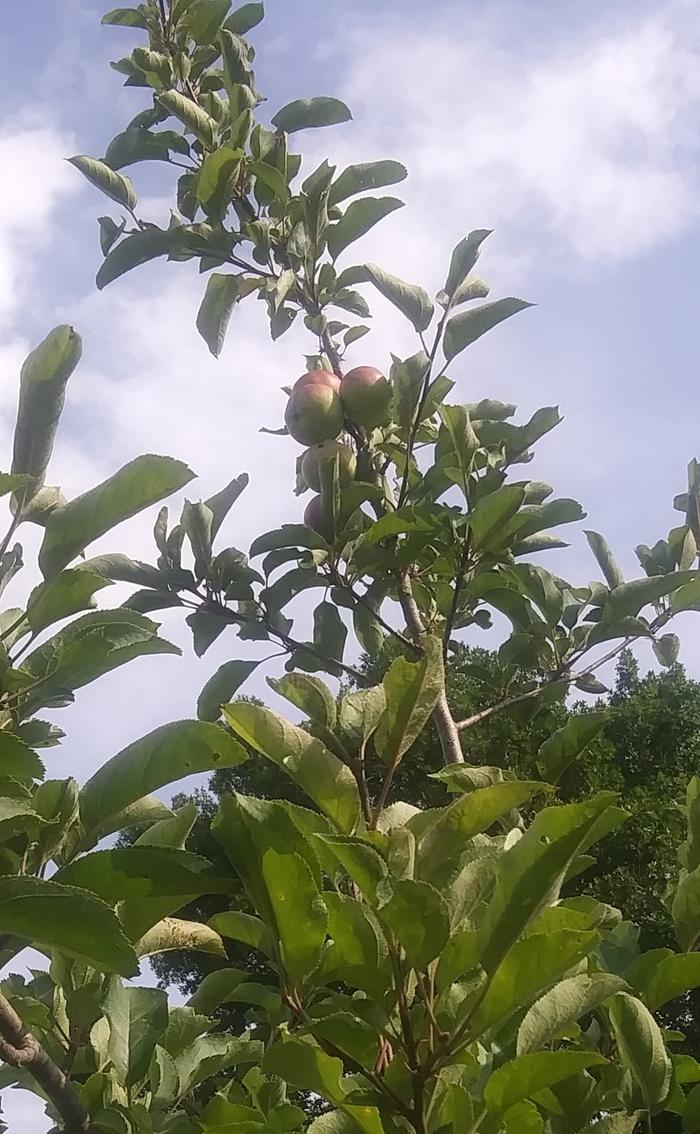 will i get good apple from a pip grown tree