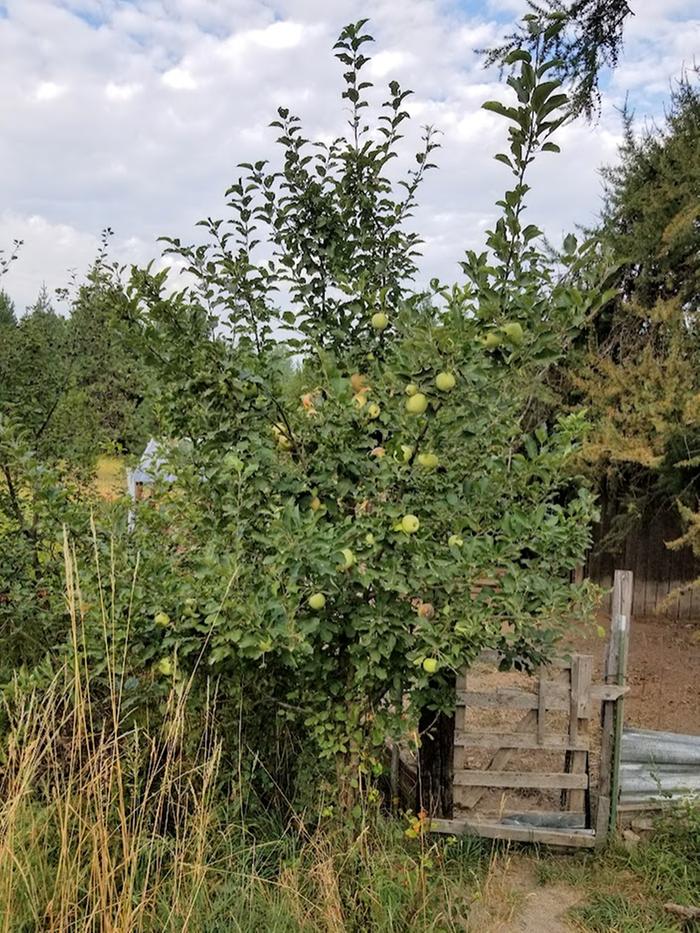 volunteer apple tree 