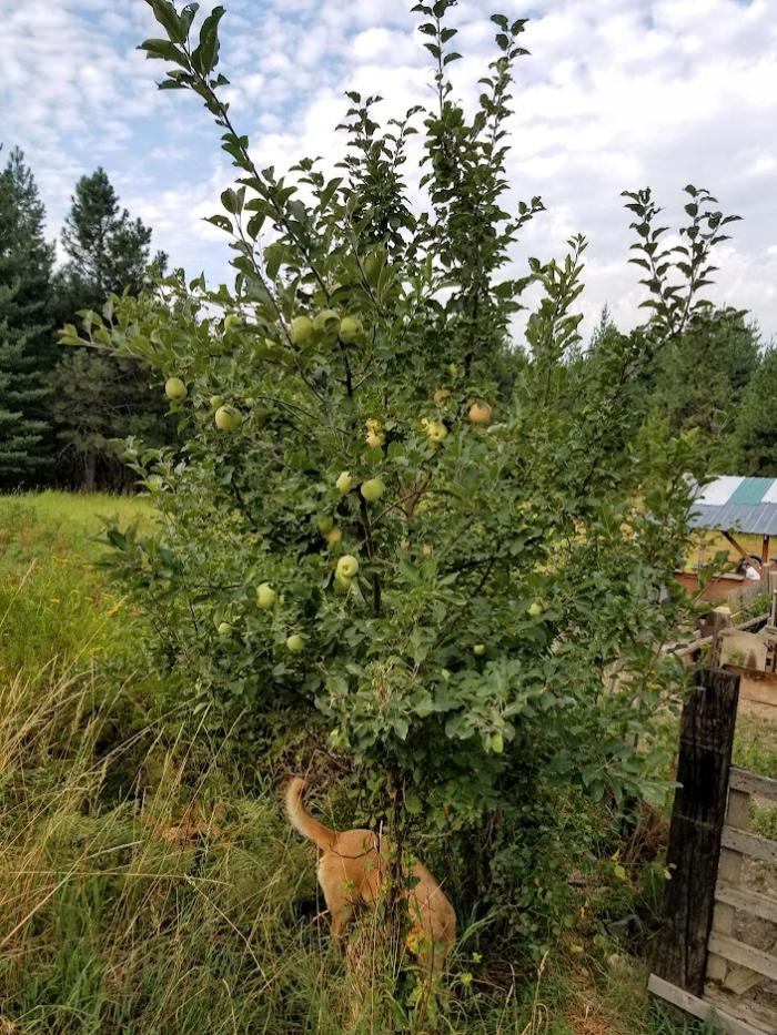 volunteer apple tree