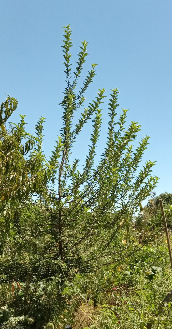 Seedling apple tree 15 ft tall