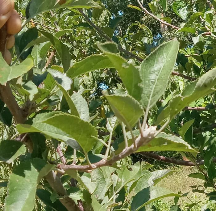 Fat bud on spur could it be a fruit bud?