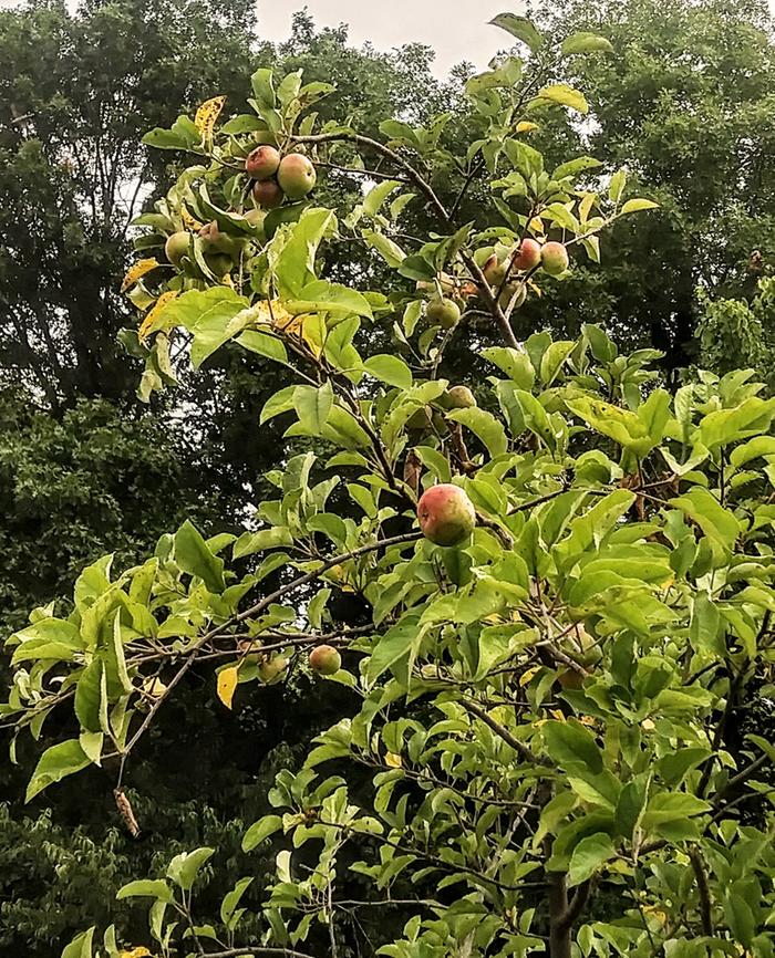 pip grown apple tree