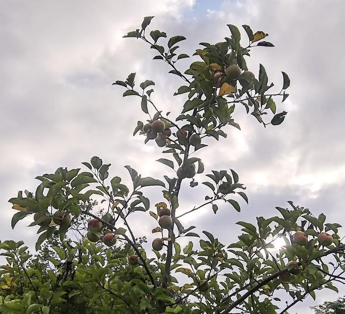 fruit on a pip grown tree