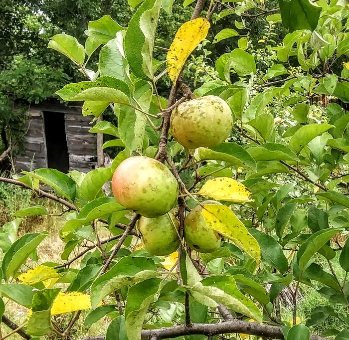 fruit from a seed grown apple tree