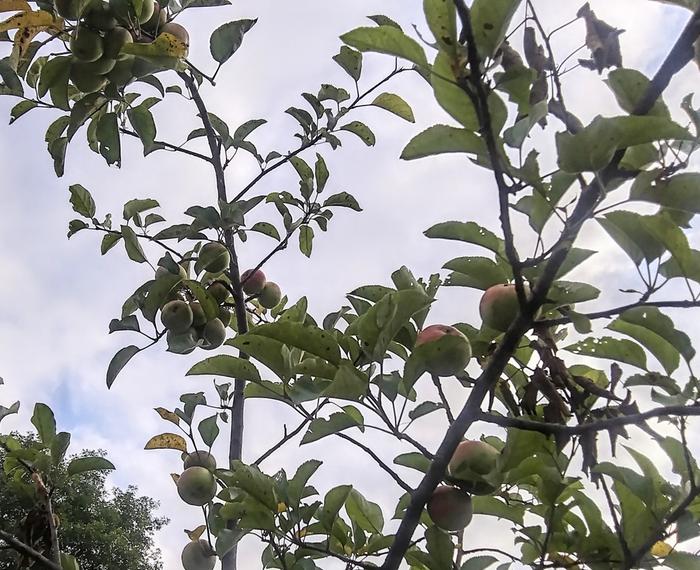 apples on a seed grown tree