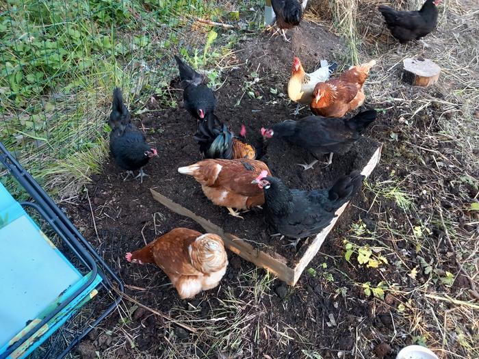 happy chickens in a dust bath