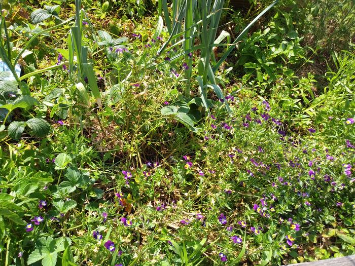 Wild pansy ground cover