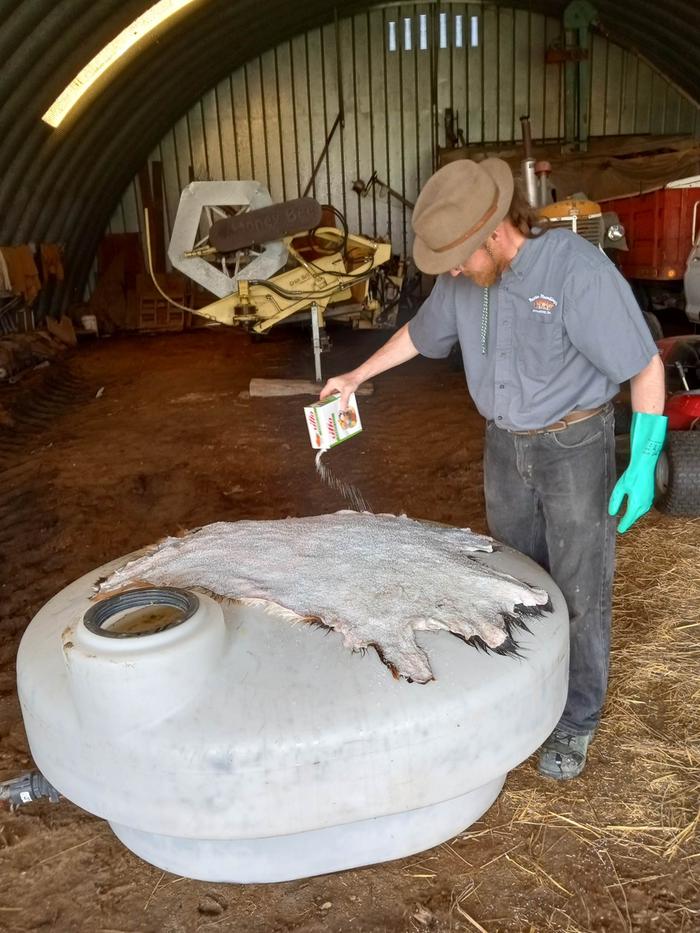 Salting the hides for the pickle