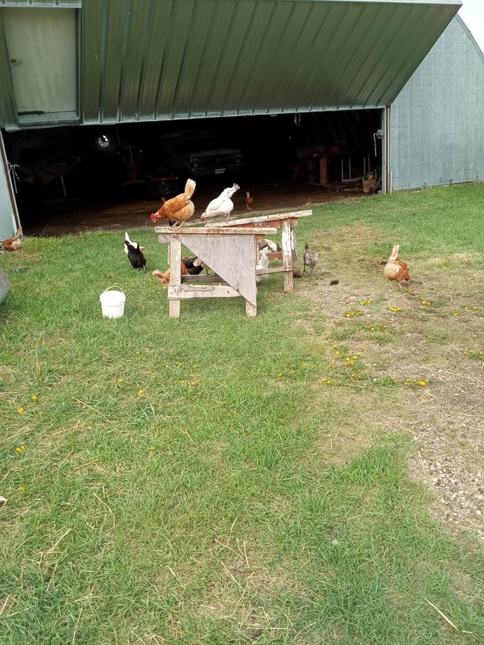 Chicken cleanup crew