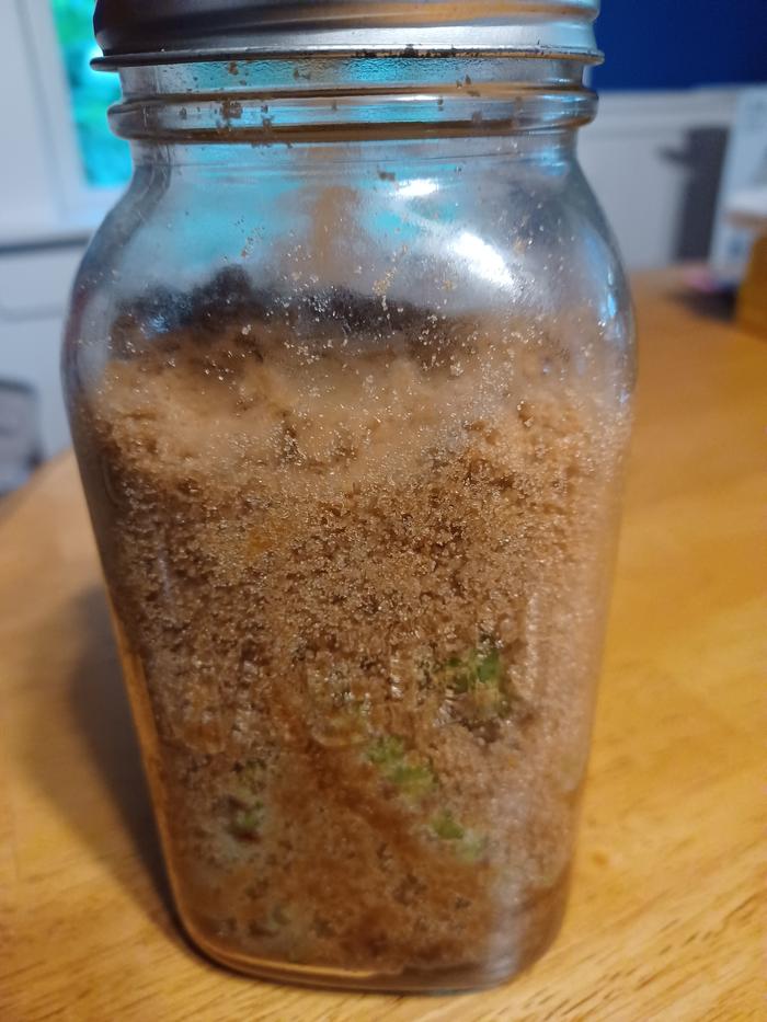 Young green white pine cones in brown sugar waiting to transform into mugolio. Strong pine smell right now!