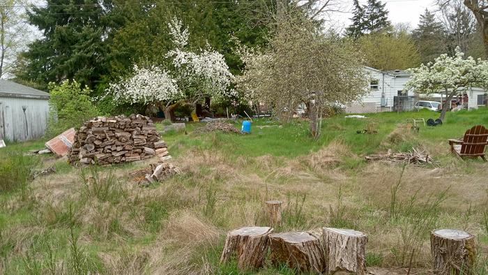 Yellow Transparent apple is the middle tree. This is from this spring, before I thinned the blossoms. She is now so heavily laden that the tips touch the ground.