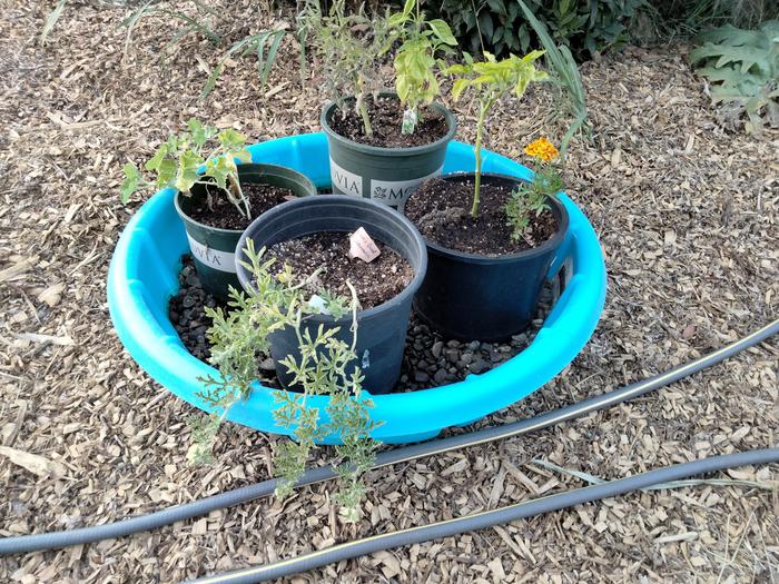 rock and nursery pot system