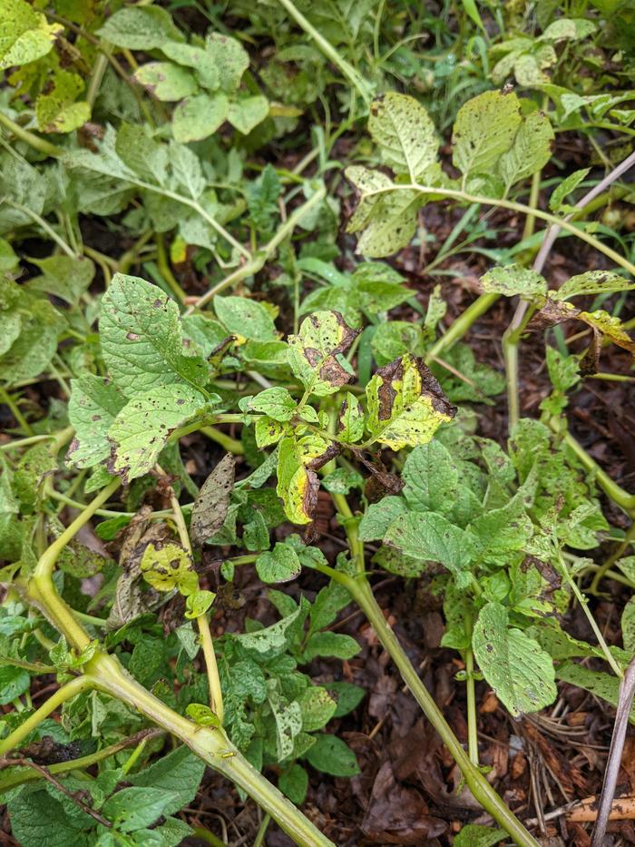 potato vines from tps
