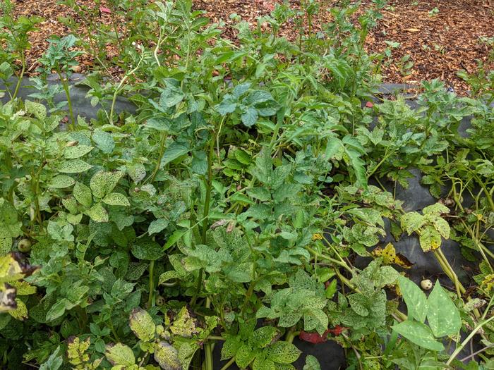 potatoes diseased leaves
