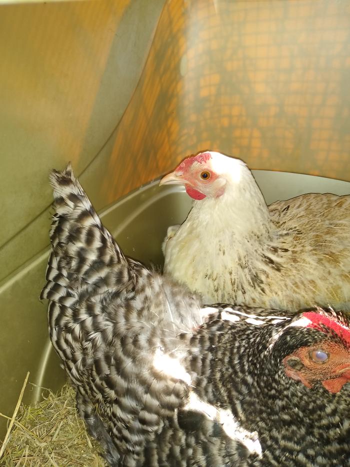 Dominique or Barred Rock hen (and Dorking Wheaten hen) in nesting box - the barring is distinct.