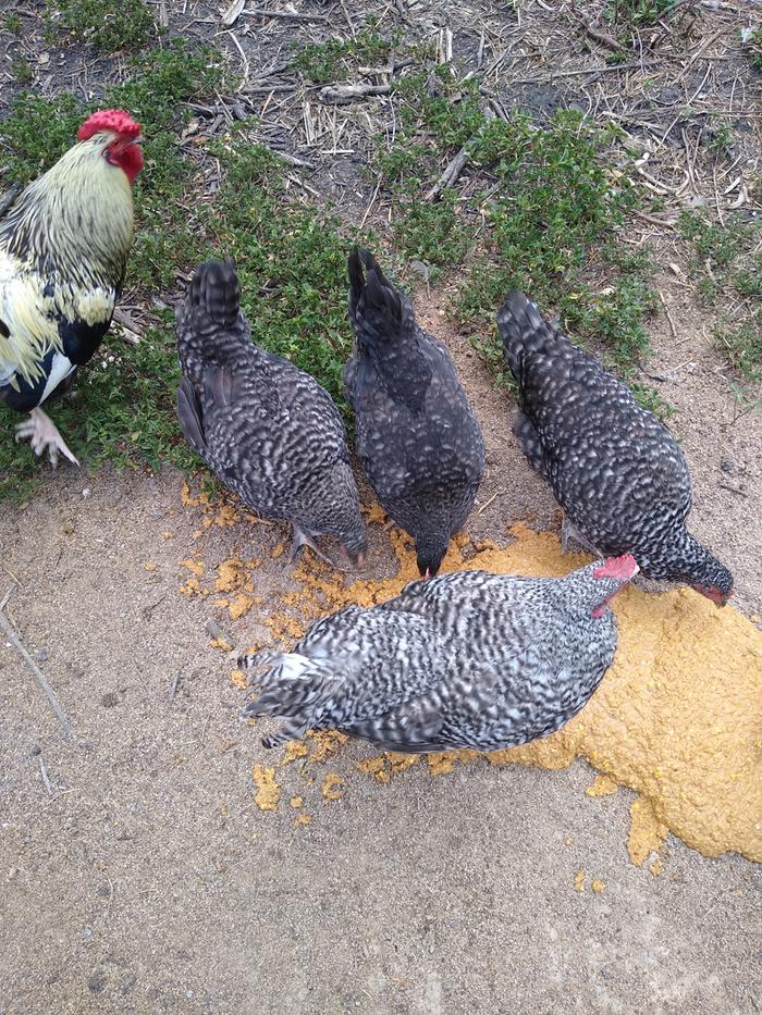 3 Cuckoo Maran pullets, 1 Cuckoo Maran cockerel, one picture crashing Rose Combed Colored Dorking roo