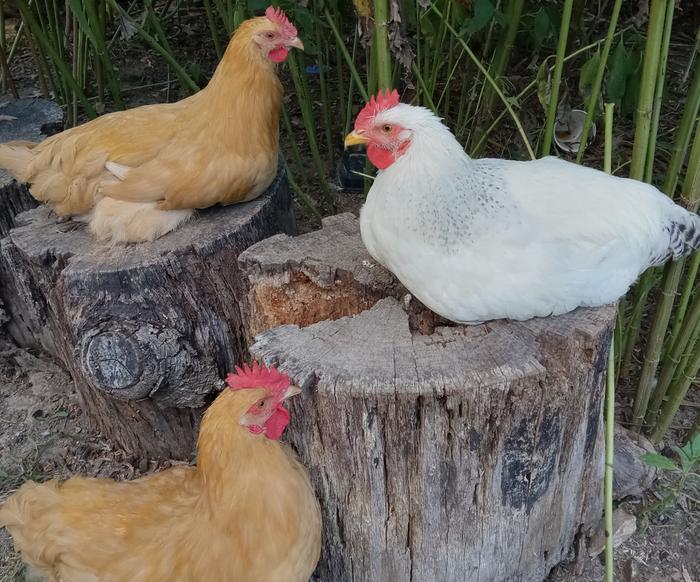 Rock Jr on stump