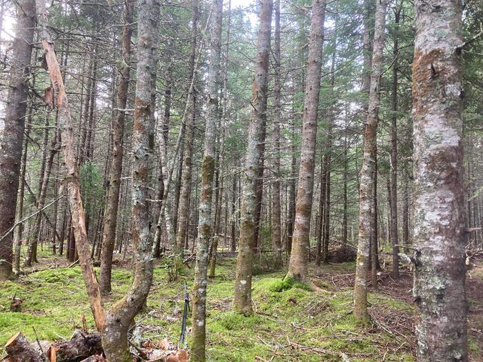 9 to 14 inch conifer forest