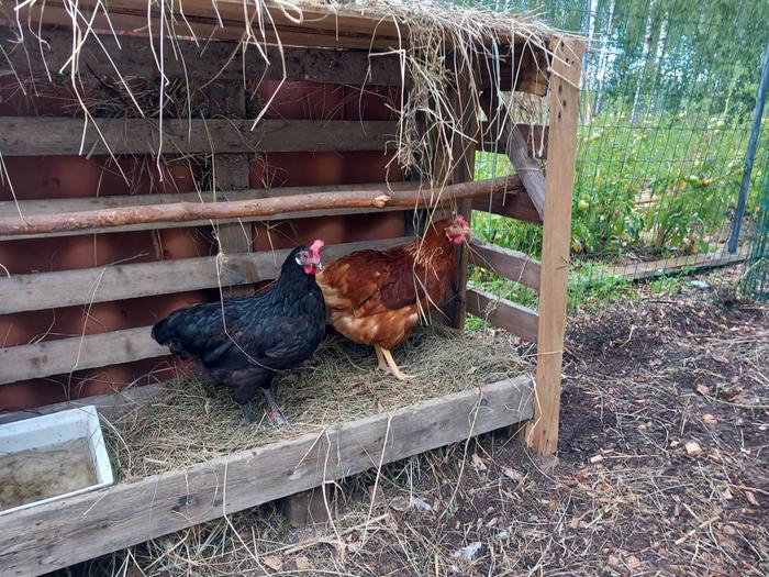 daytime roost and chilling station made of cargo palkets