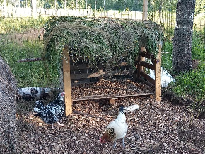  ight roos house made of cargo pallets and hay