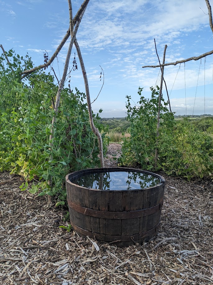 The pond, awaiting plants