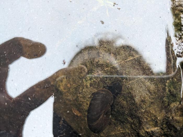 Our own, welcome, aquatic snail