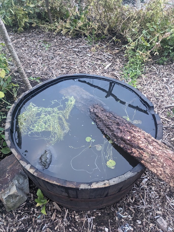 Pond with plants, just settling in