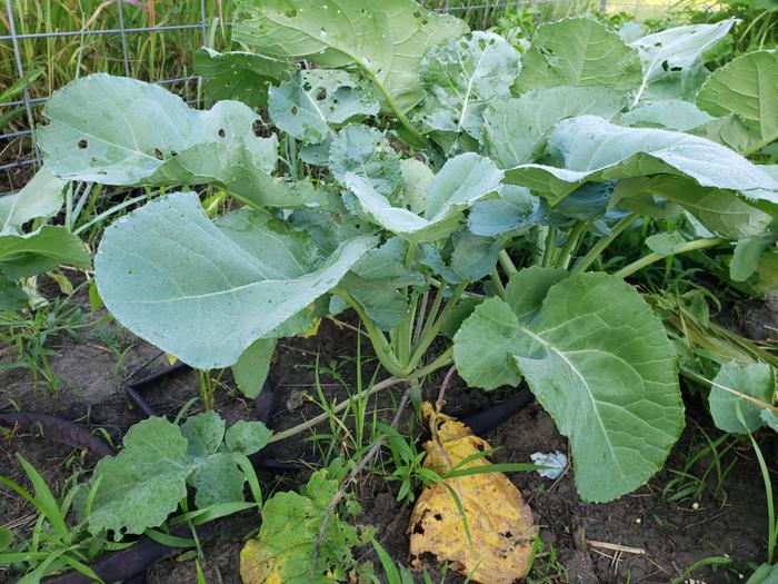 Collards