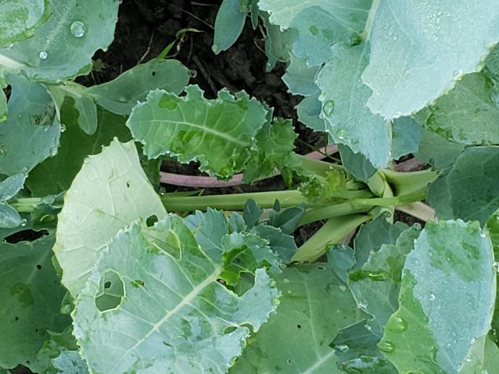 Collards