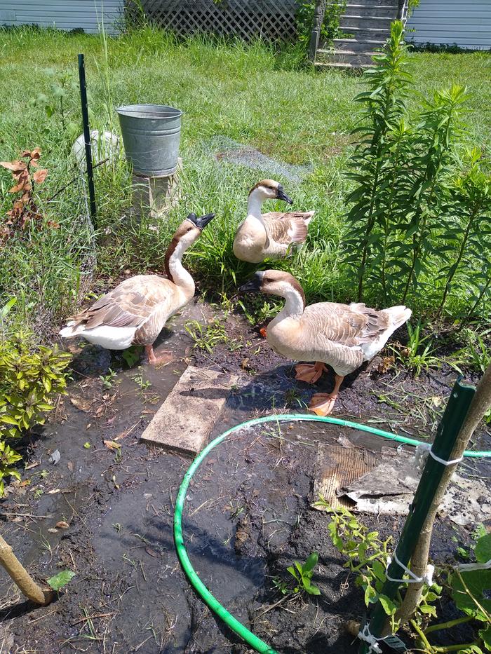 My 3 African Geese helping me garden