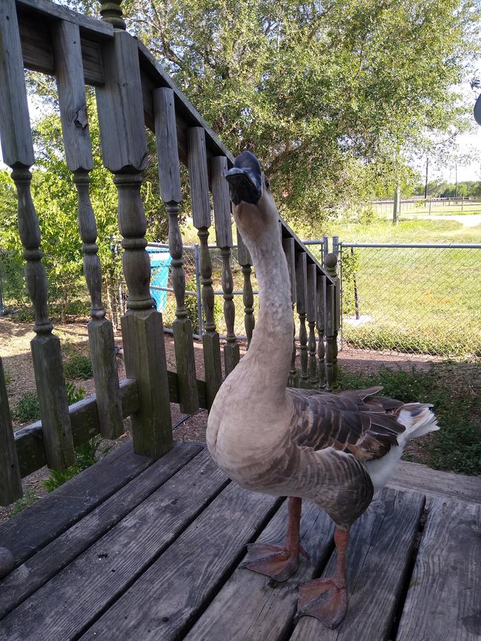 Pat the Goose as an adult.