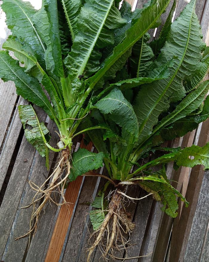 second year fresh dug teasel