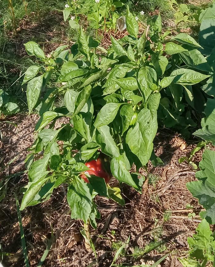 Bullnose pepper facing south