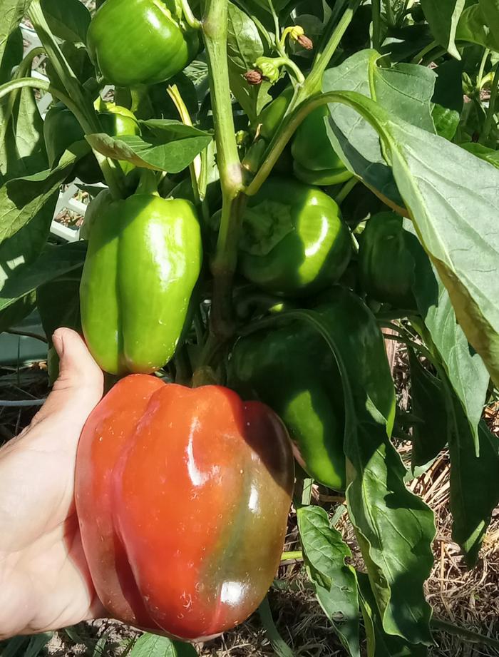 Large pepper picked