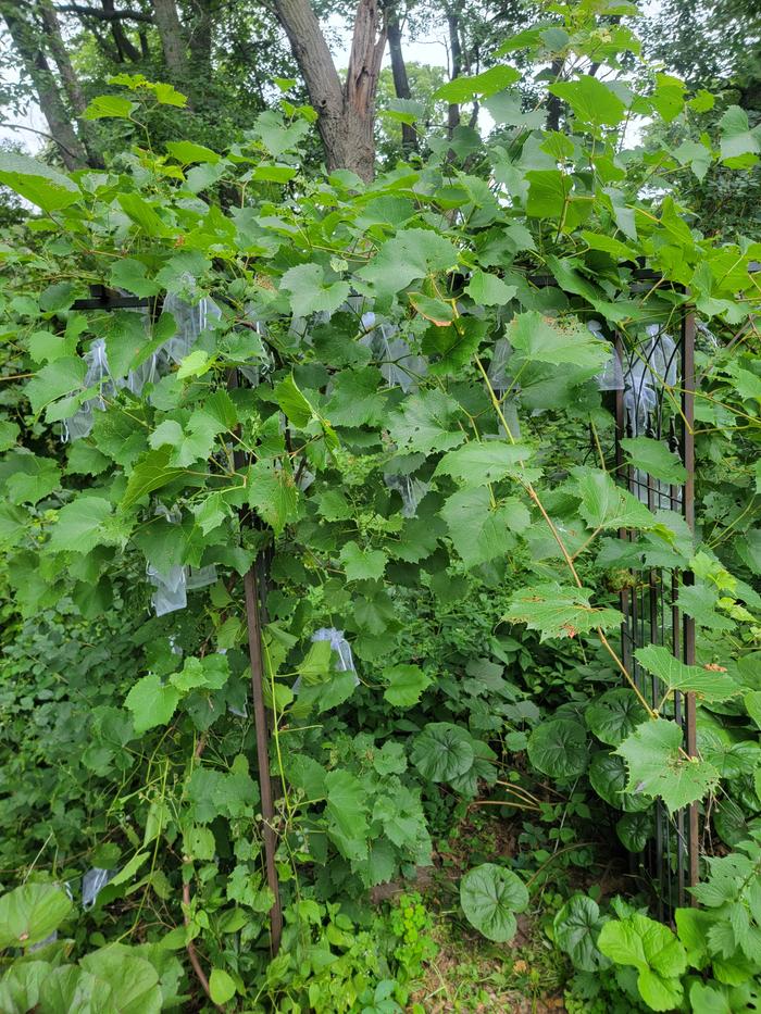 I put mesh bags over my grapes to protect them from the birds