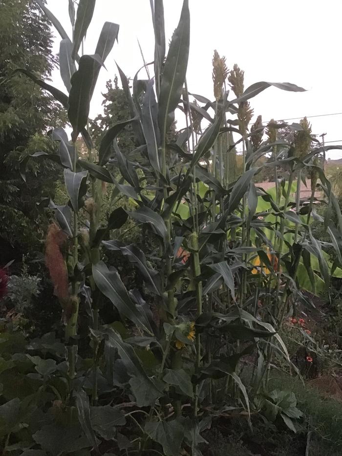 Squirrel planted corn in my sorghum bed