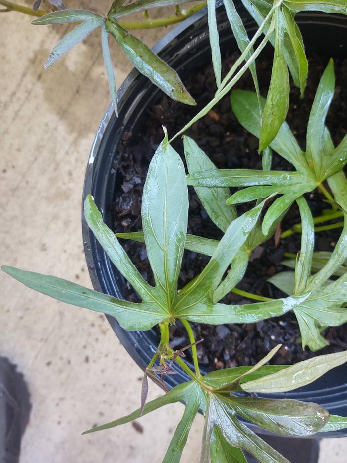 Jamaican Sweet Potato foliage