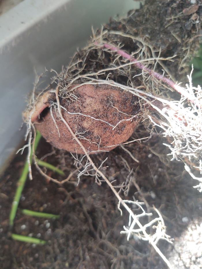 Jamaican Sweet Potato root tuber