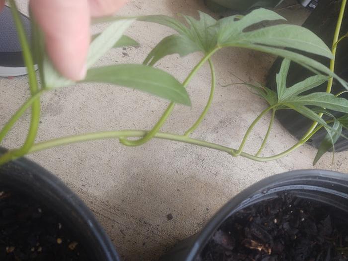 Jamaican Sweet Potato vine