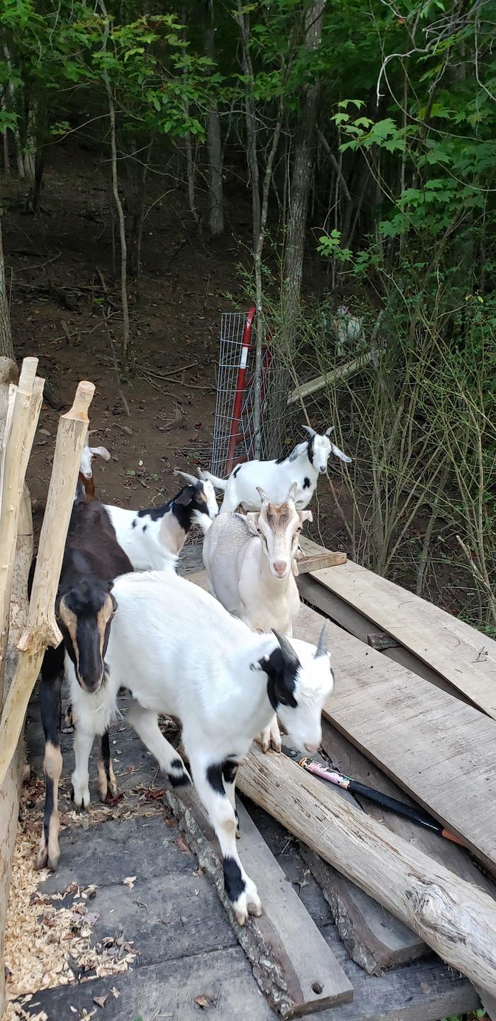 Some of thr goats on the bridge that is still under construction. 