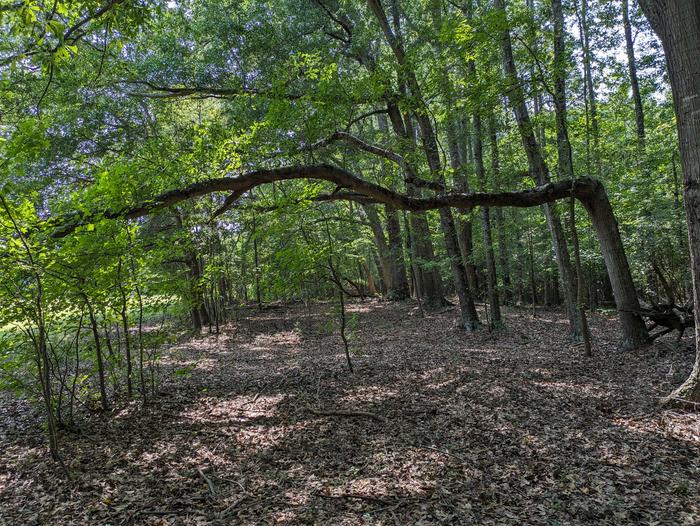 Horizontal tree in the woods