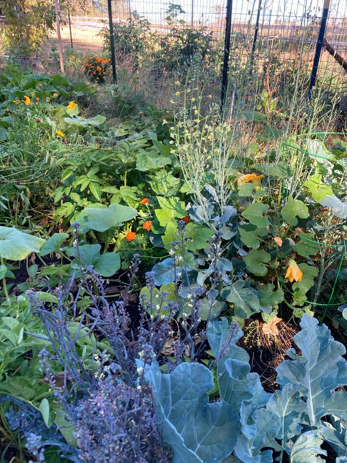 beautiful polyculture garden