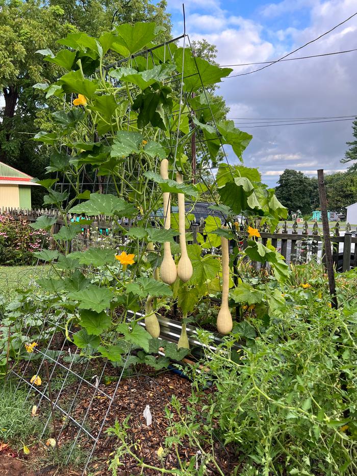 Tromboncino squash growing on a trellis